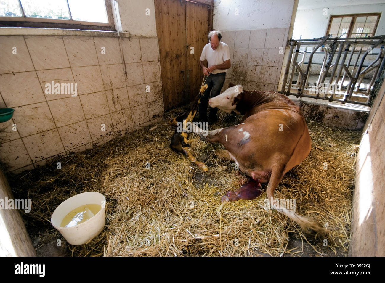 Farmer helping after cow has given birth Stock Photo - Alamy