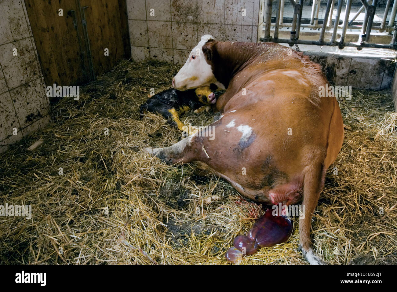 Cow and calf immediately after the birth, placenta visible Stock Photo
