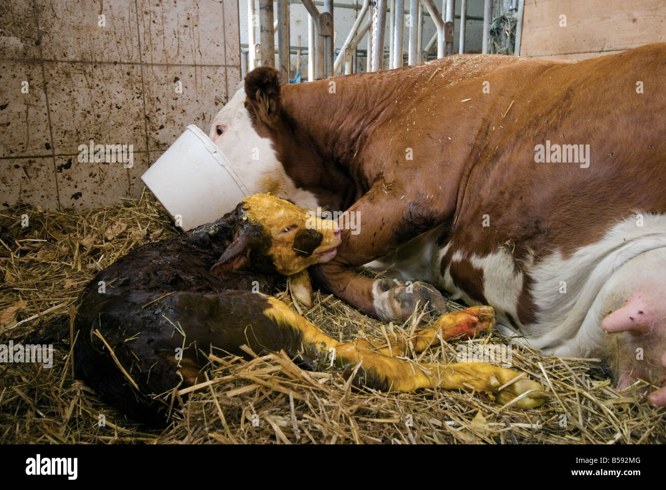Cow after giving birth in a barn drinking a sugar drink to restore ...