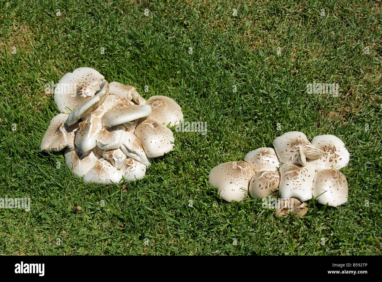 Tujunga Wash sub watershed Macrolepiota americana, mushrooms San Fernando Valley CA, California City of Los Angeles Stock Photo
