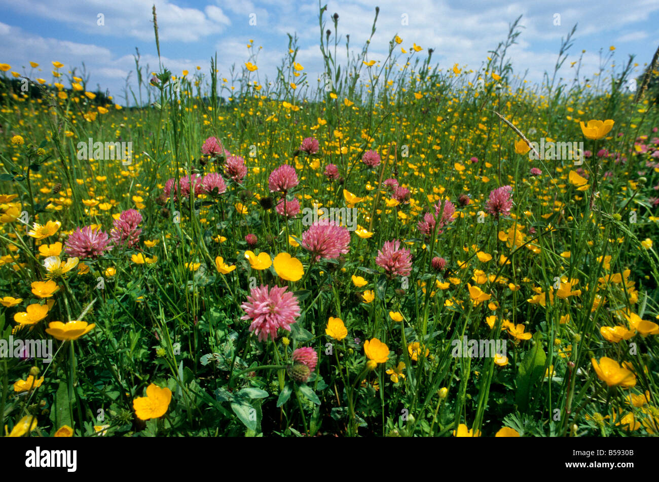 Red Clover / Meadow Buttercup Stock Photo