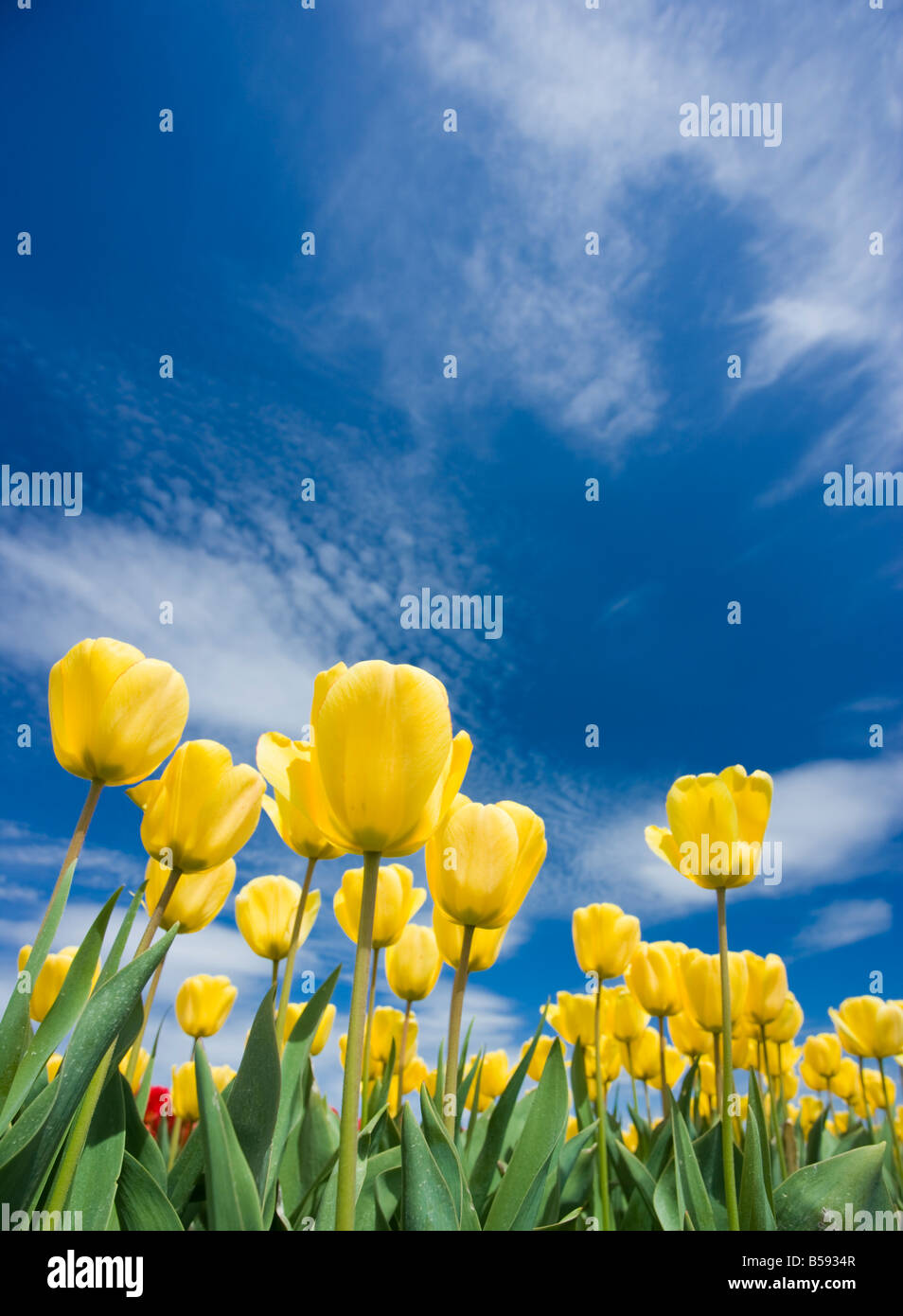 A beautiful field of tulips Stock Photo - Alamy