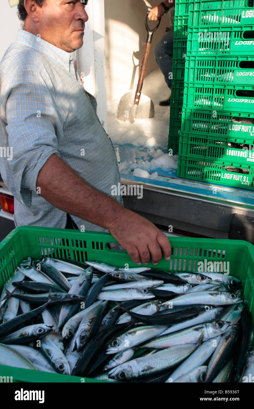 A fisherman with crates of small mackrel ready to load into a refrigated van for transfer to market, Tenerife Stock Photo