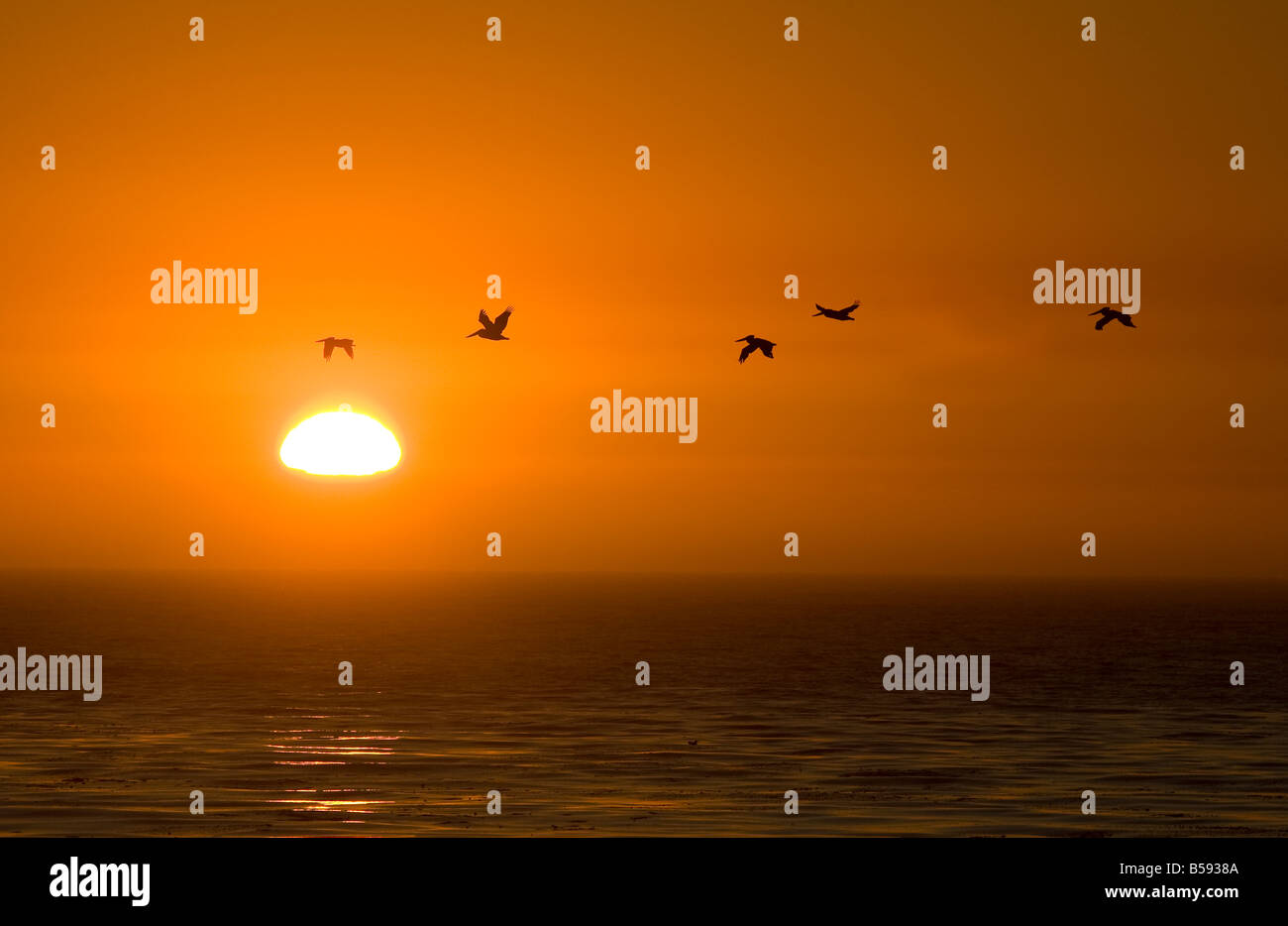 Five Brown Pelicans Flying at Sunset Stock Photo - Alamy