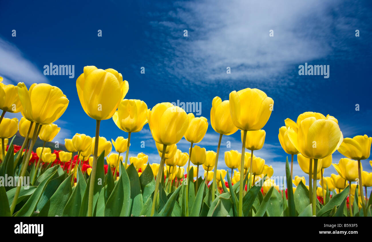 A beautiful field of tulips Stock Photo - Alamy