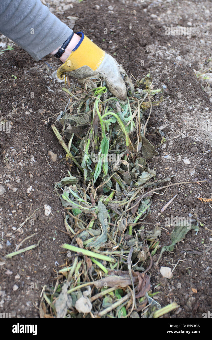 USING COMFREY TO FEED POTATOES BY PLACING IN TRENCH BELOW PLANTED TUBERS Stock Photo