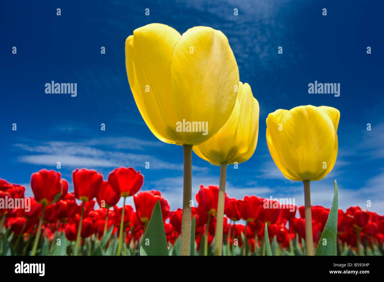 A beautiful field of tulips Stock Photo - Alamy