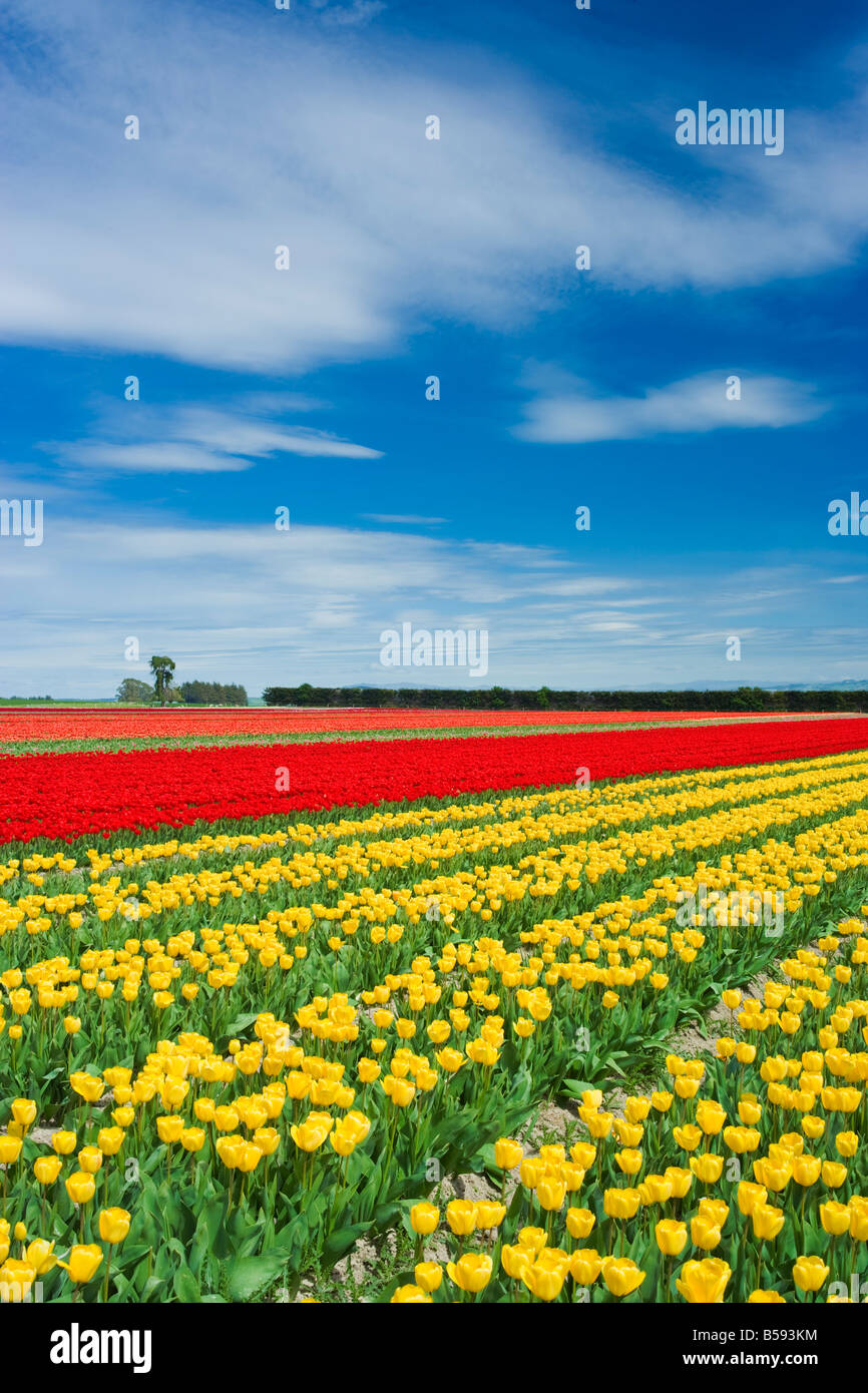 A beautiful field of tulips Stock Photo - Alamy