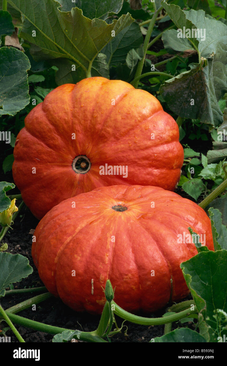 Potirons in the Potager du Roi the kings kitchen garden at Versailles ...