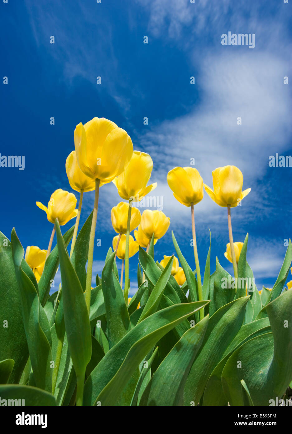 A beautiful field of tulips Stock Photo - Alamy