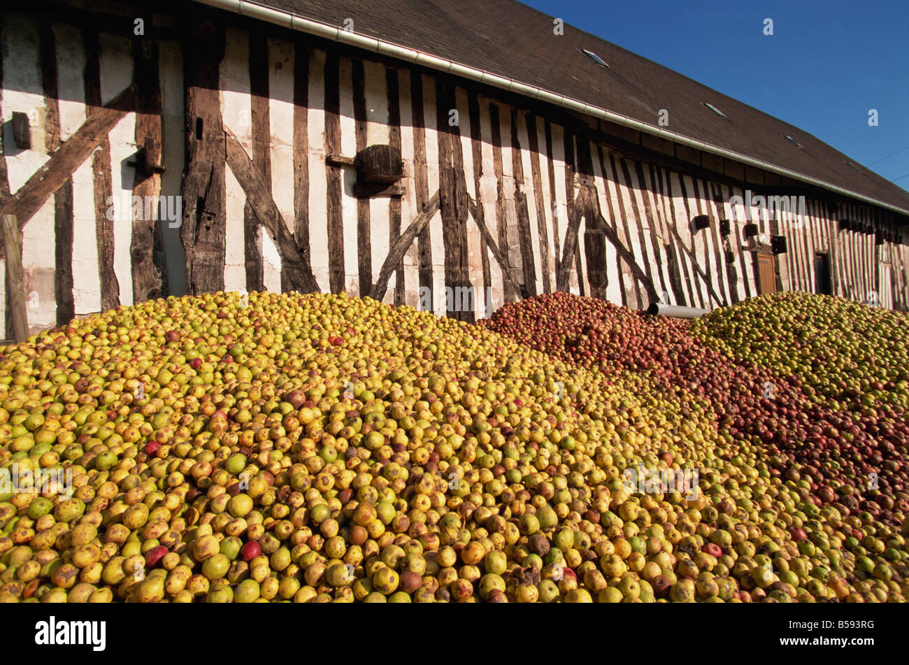 Piles of cider apples used for making calvados, Domaine Coeur de Lion