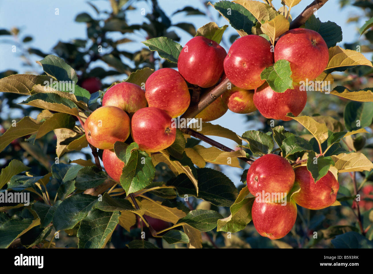 Frequin rouge hi-res stock photography and images - Alamy