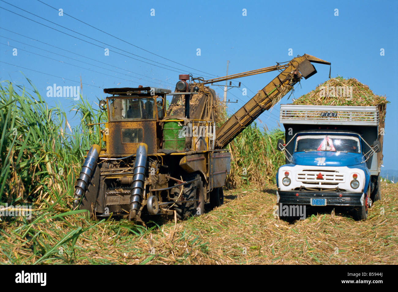 Cutting sugar by Cuban made machine, on a plantation on the south coast plain of Havana Province, Cuba, West Indies Stock Photo