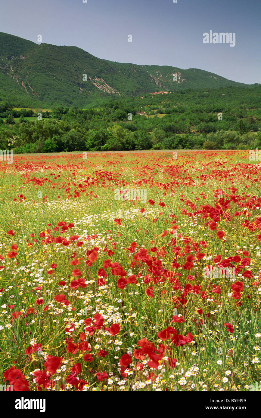 Poppies field in luberon france hi-res stock photography and images - Alamy