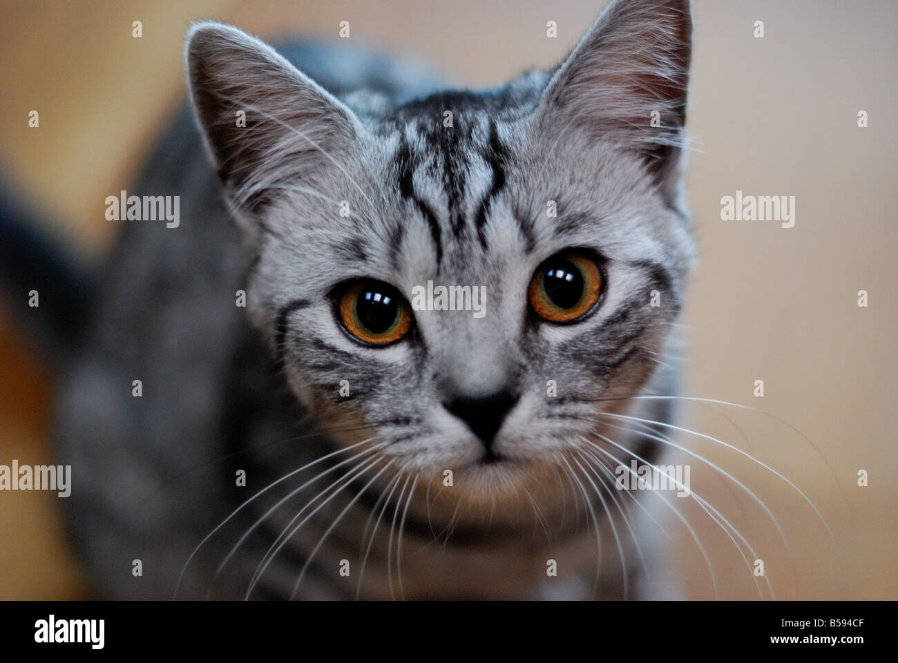 Silver British Shorthair Cat Stock Photo - Alamy