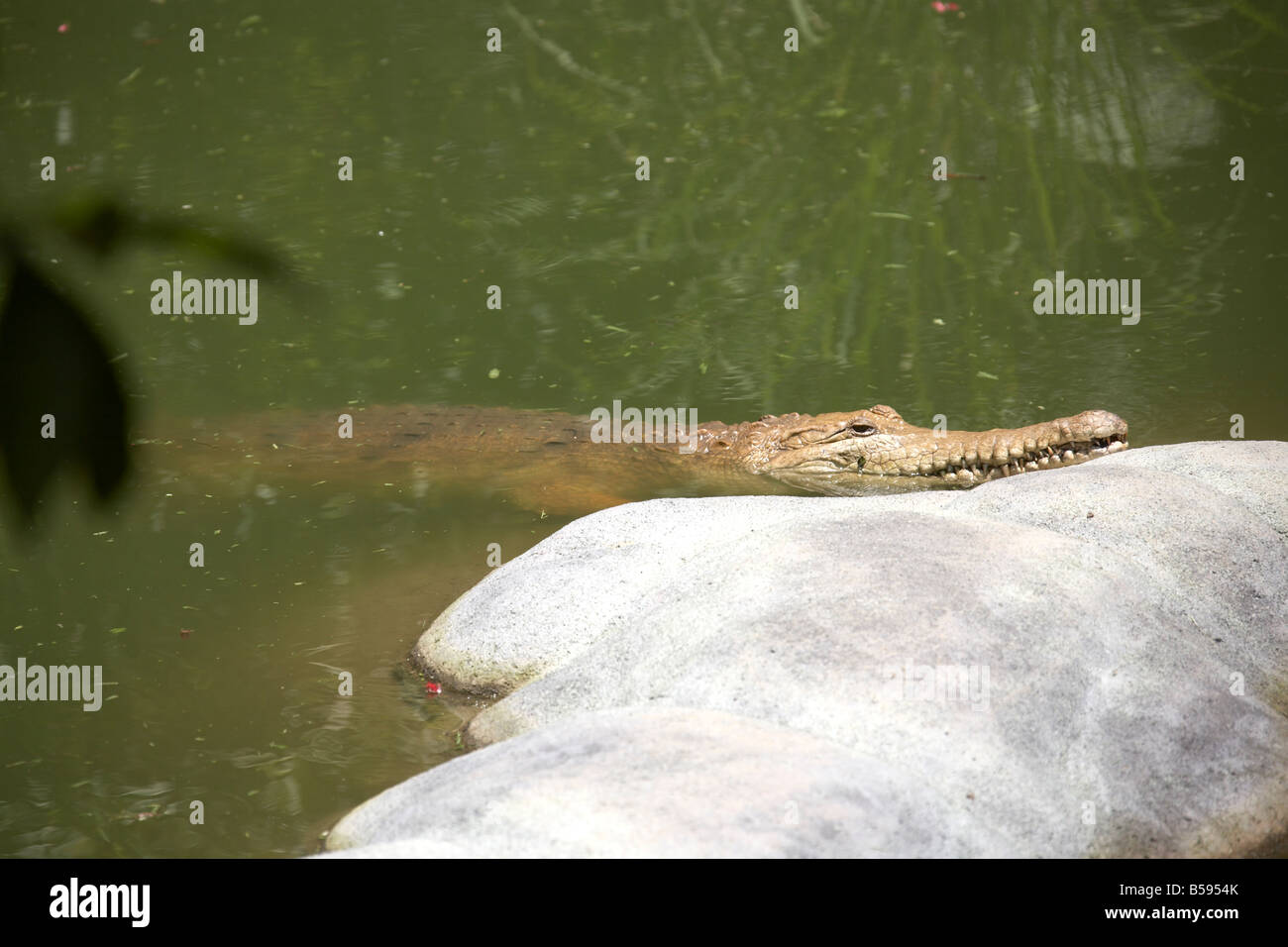 Crocodile beside pool in Australia Zoo wildlife and wild animal park Sunshine Coast Queensland QLD Australia Stock Photo
