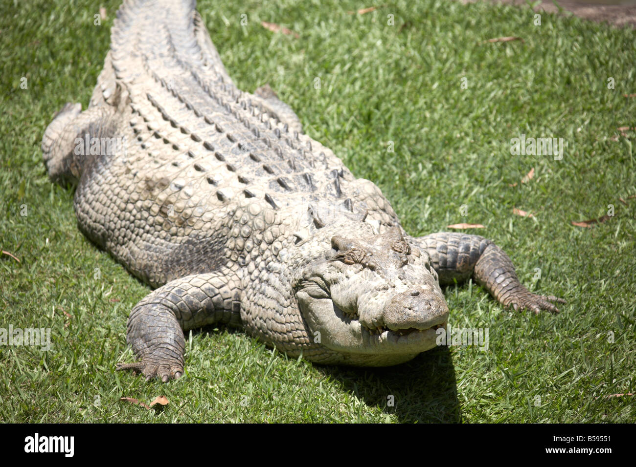 Crocodile lying on grass beside pool in Australia Zoo wildlife and wild animal park Sunshine Coast Queensland QLD Australia Stock Photo