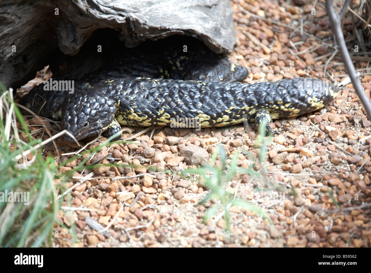 Shingleback Skink reptile in Australia Zoo wildlife and wild animal park Sunshine Coast