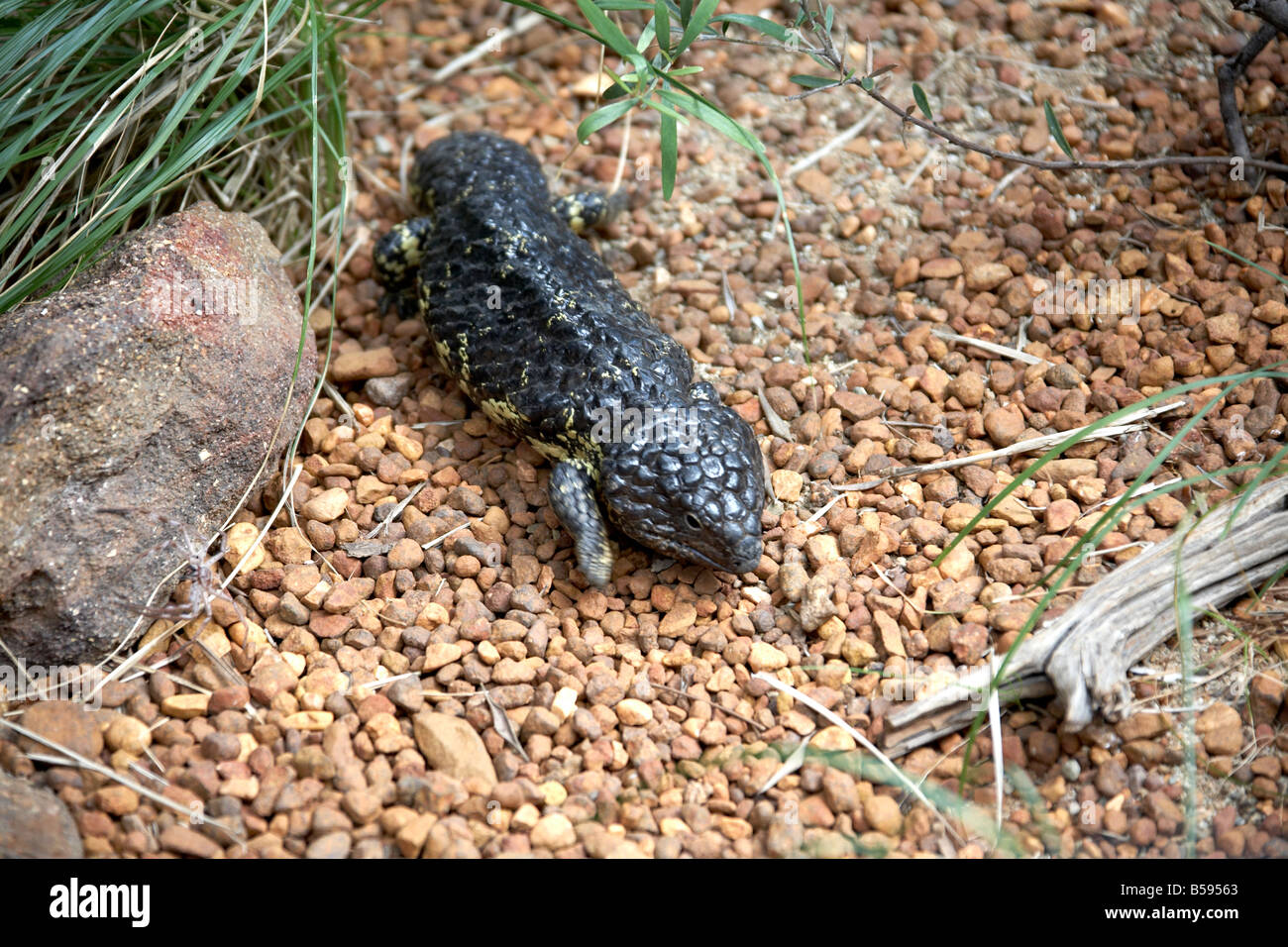 Shingleback Skink reptile in Australia Zoo wildlife and wild animal park Sunshine Coast
