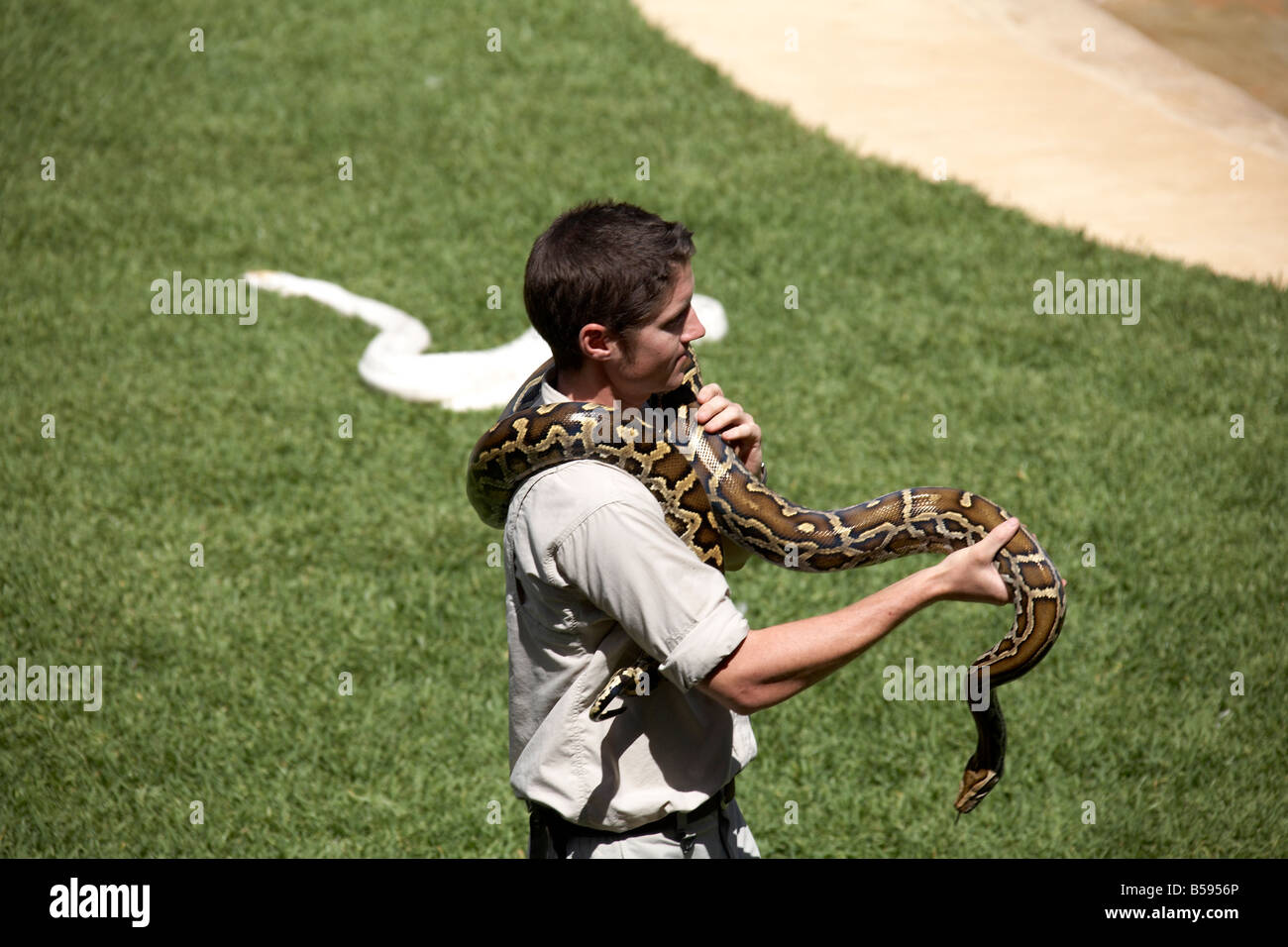 Keeper with snakes at show presentation demonstration in Australia Zoo wildlife and wild animal park Queensland QLD Australia Stock Photo