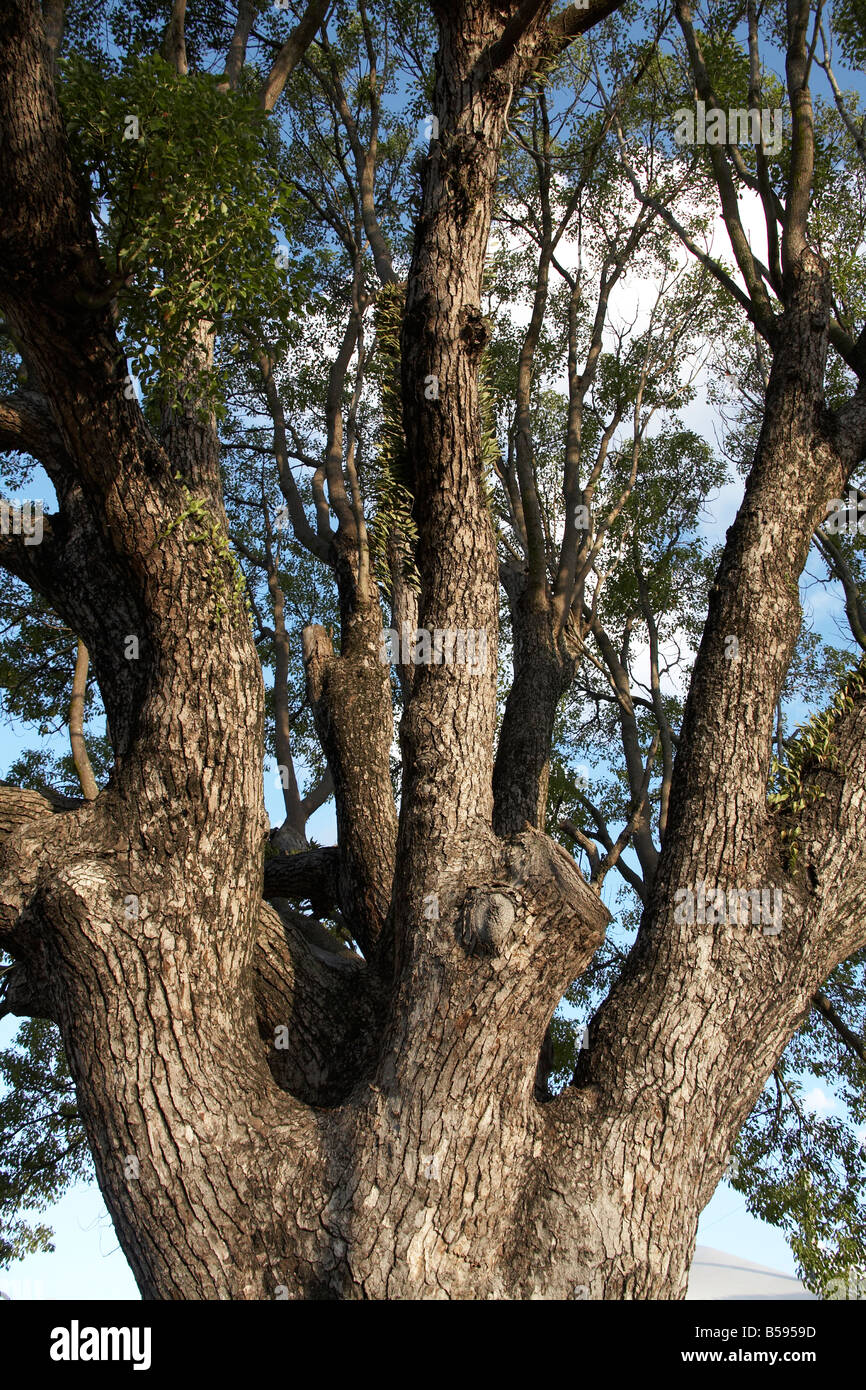 Large old mature tree in Sunshine Coast Queensland QLD Australia Stock