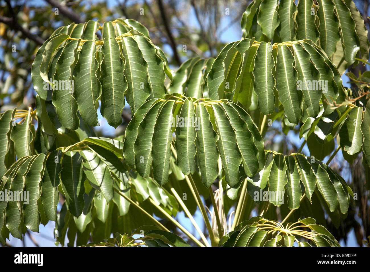Umbrella tree leaves on North Stradbroke Island Queensland QLD