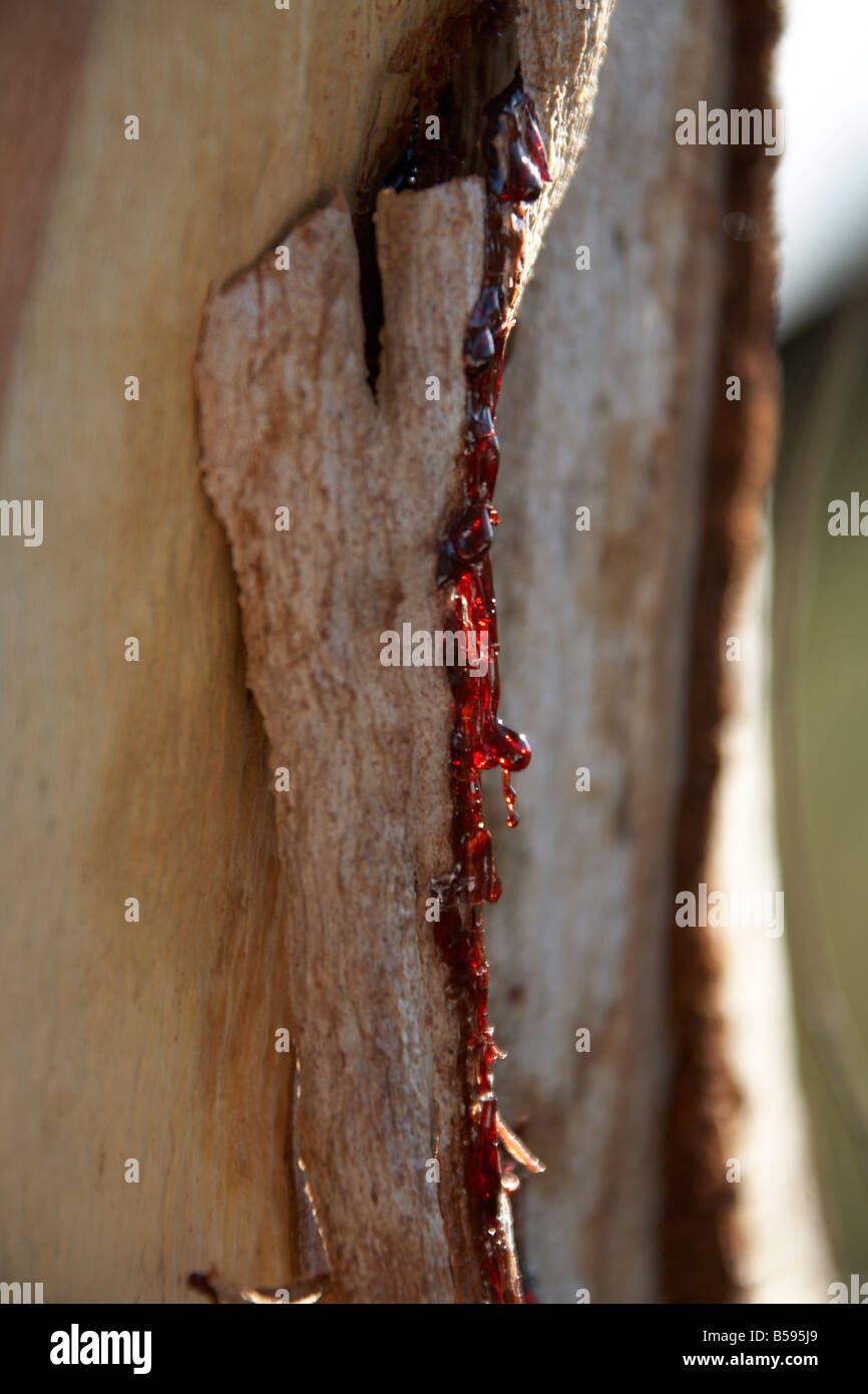 Red sap or resin coming from gum or eucalyptus tree on North Stradbroke