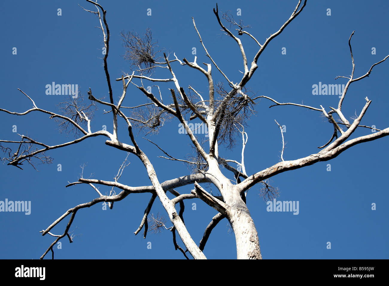 Old dead leafless standing tree against blue sky on North Stradbroke Island Queensland QLD Australia Stock Photo