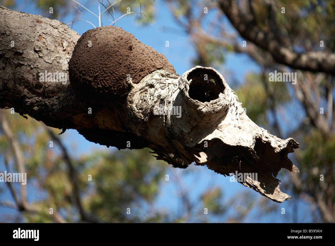Ants nest on old dead leafless tree branch looking like animal skull on North Stradbroke Island Queensland QLD Australia Stock Photo