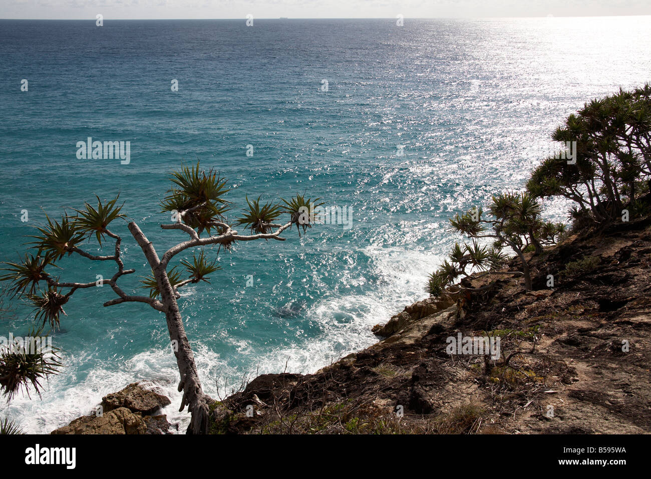 View of Pandanus palm trees and sea from Gorge Walk on North Stradbroke Island Queensland QLD Australia Stock Photo