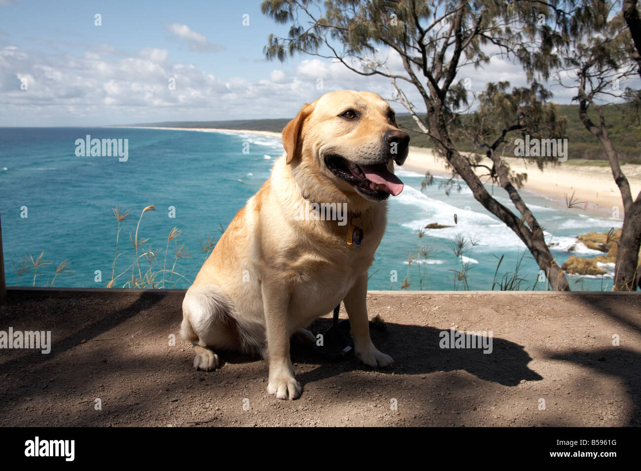 Golden Labrador Retriever dog with Main Beach in distance on North