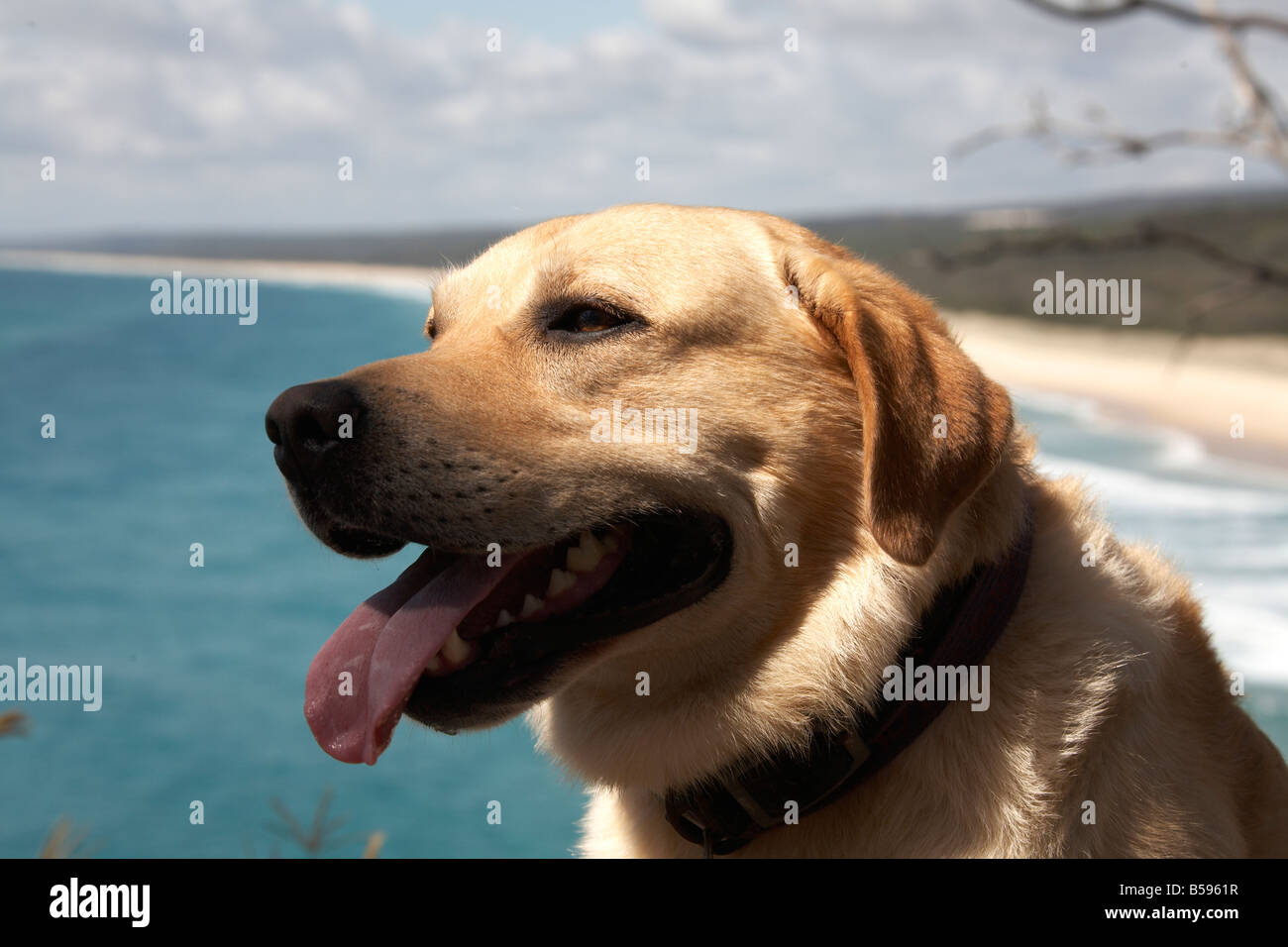 Golden Labrador Retriever dog with Main Beach in distance on North