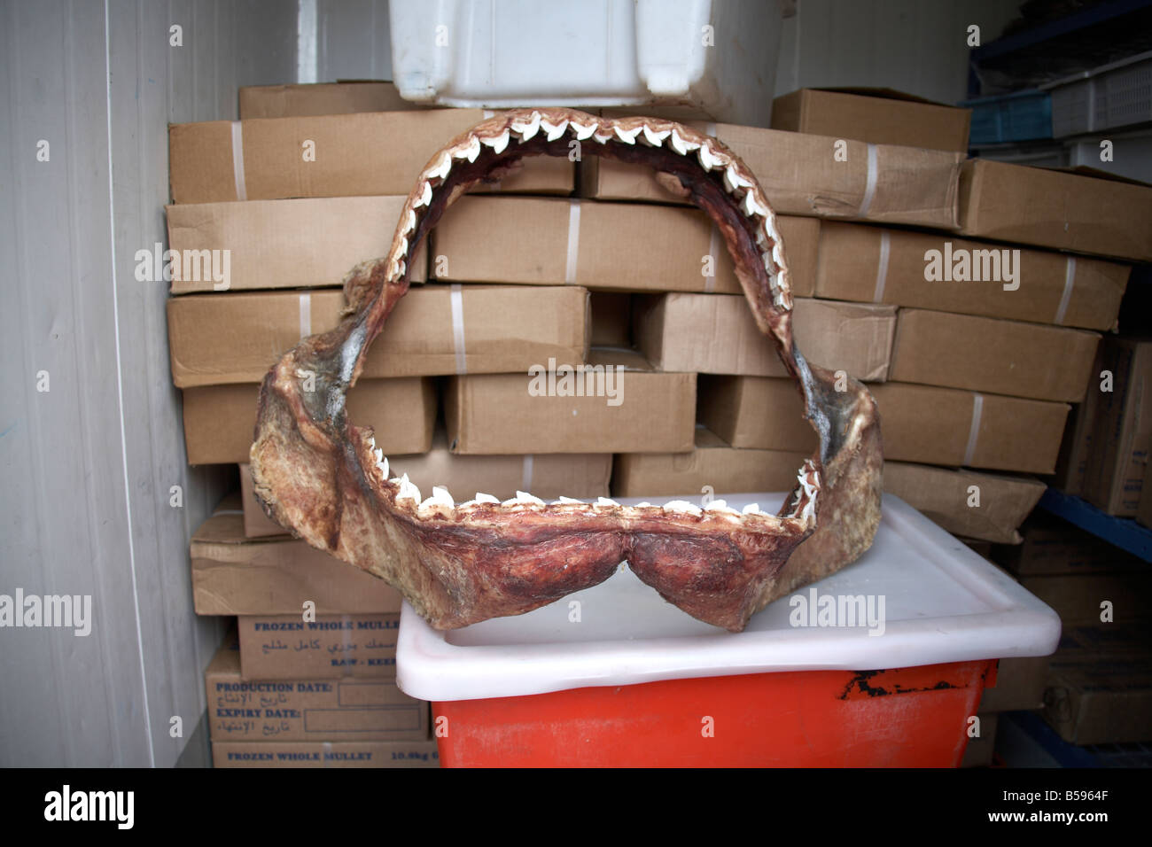 Shark s open jaw with teeth caught off coast of Queensland QLD Australia Stock Photo