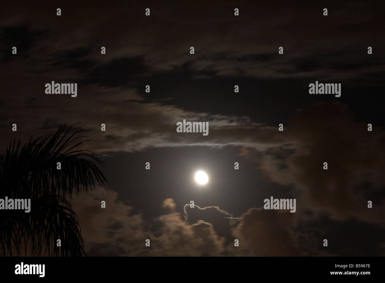 Scudding Full moon behind dark scudding clouds at night with palm tree in ...