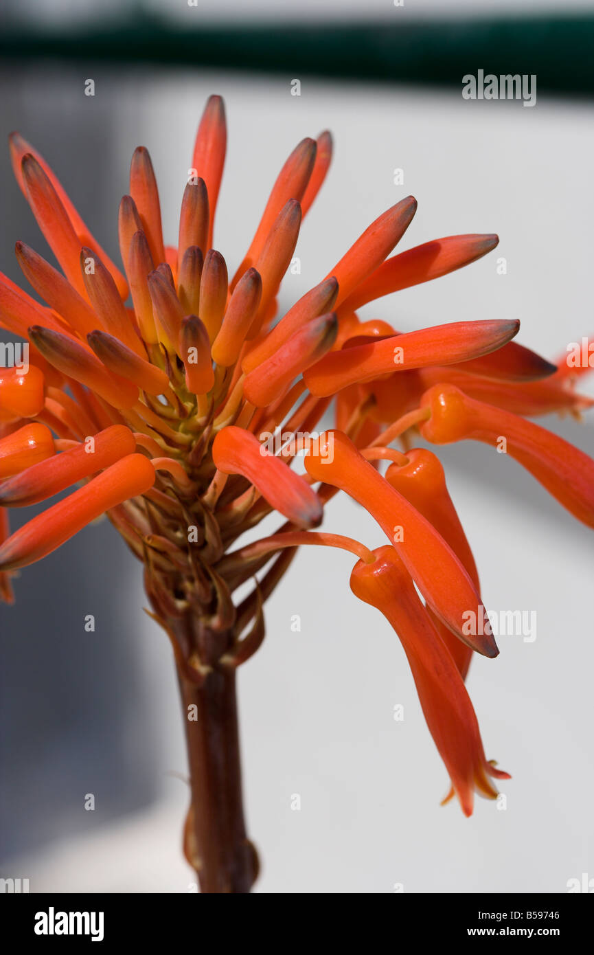 Aloe hereroensis Stock Photo