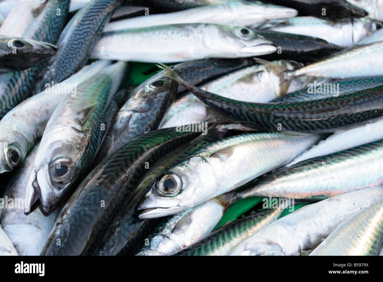 A crate of small mackrel ready to load into a refrigated van for transfer to market Playa San Juan Tenerife Canary Islands Spain Stock Photo