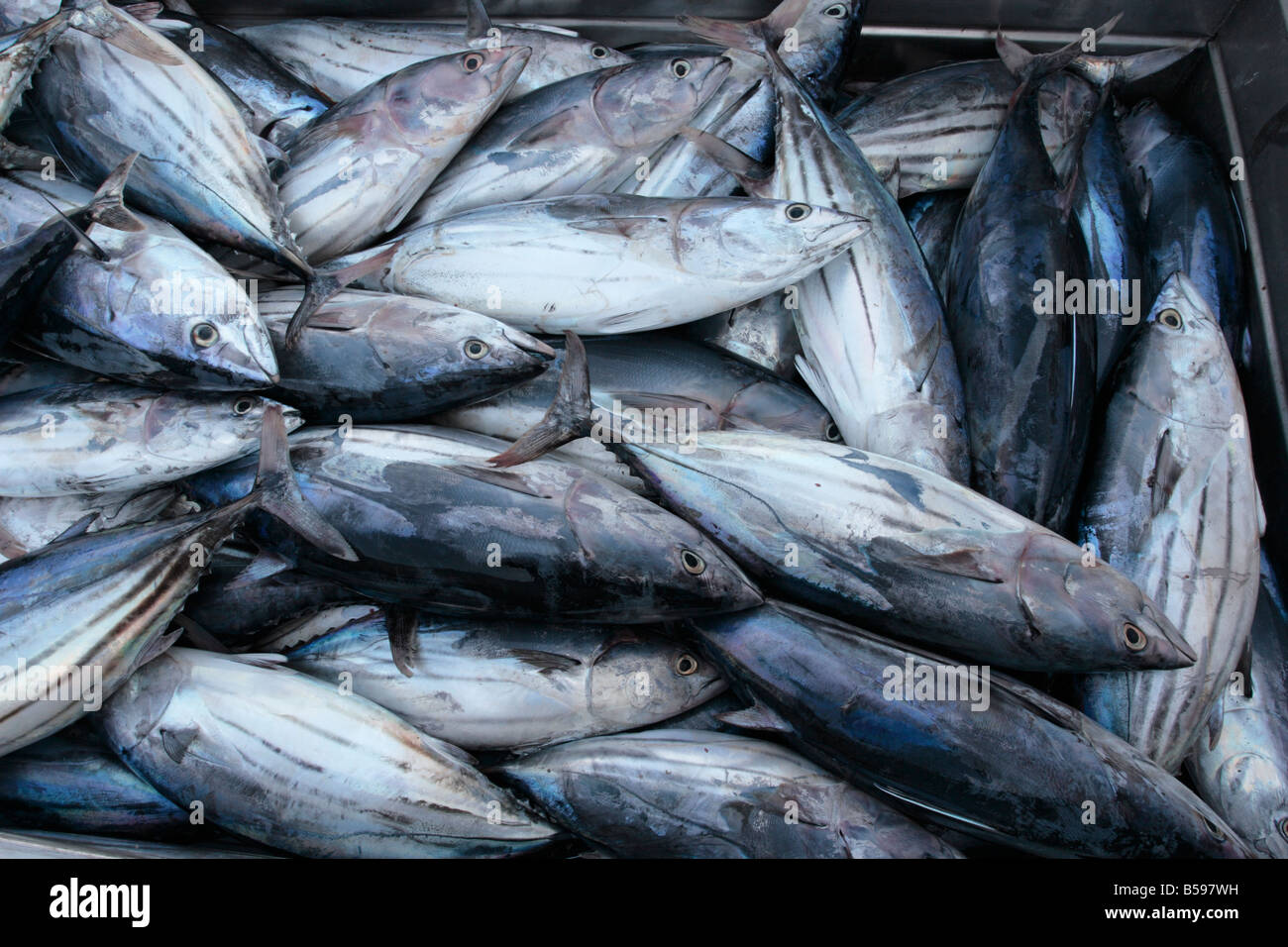 Bonito tuna fish freshly unloaded at Playa San Juan Tenerife Canary Islands Spain Stock Photo