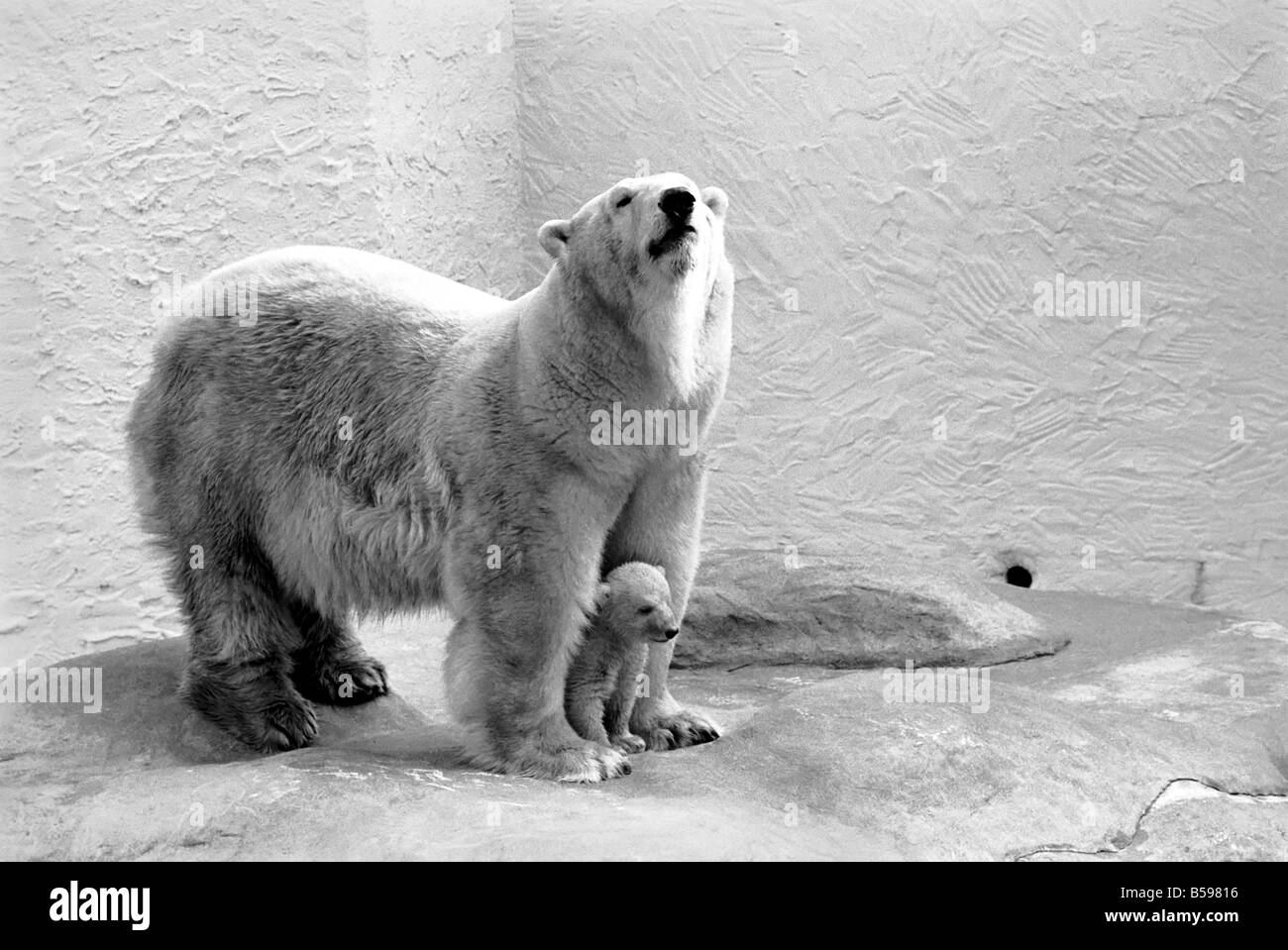 Bristol Zoo Polar Bear and Cub The baby Polar Bear at Bristol Zoo