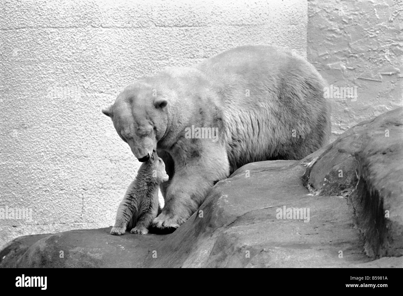 Bristol Zoo Polar Bear and Cub The baby Polar Bear at Bristol Zoo