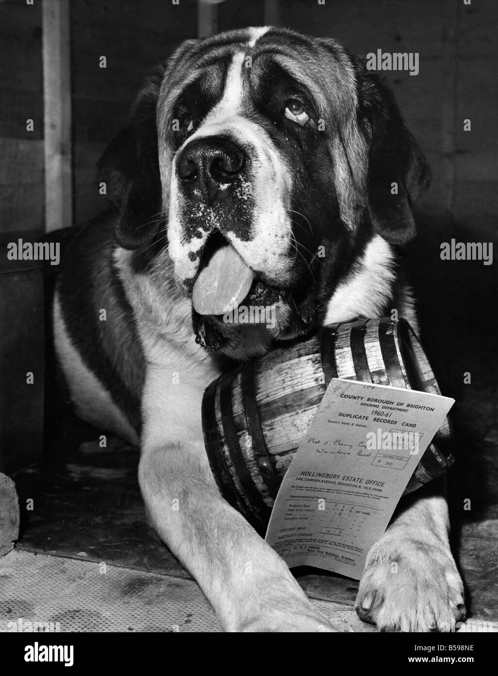 St bernard barrel Black and White Stock Photos & Images Alamy