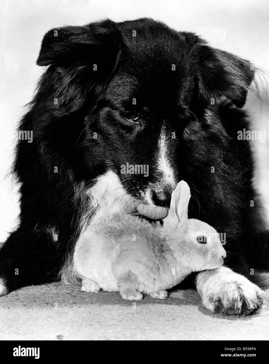 Dogs See Rabbit Rabit dog hi-res stock photography and images - Alamy