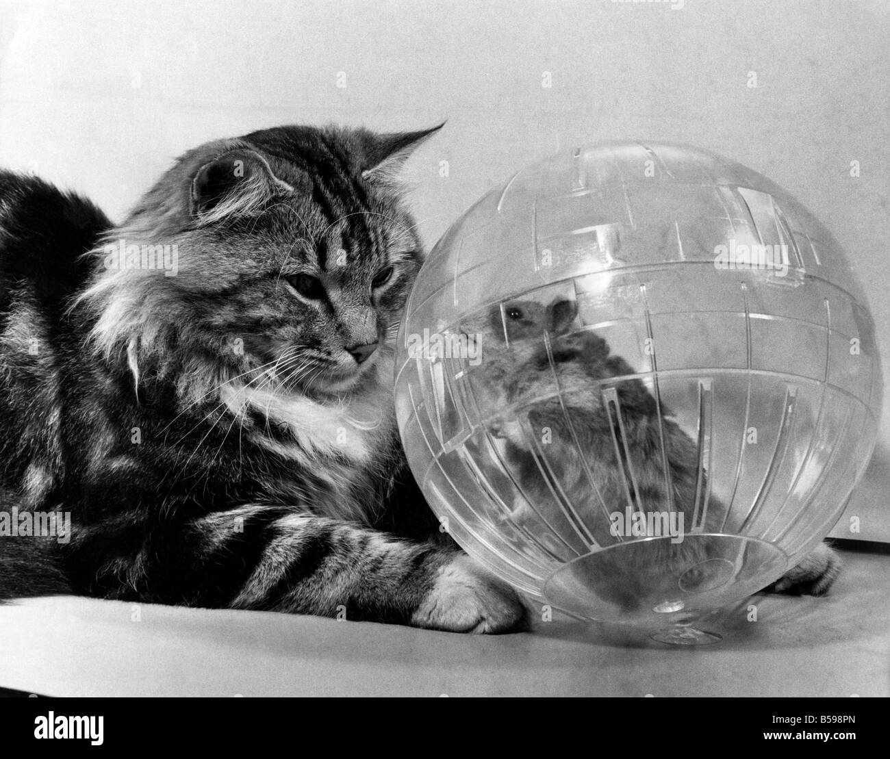 Hamster exercise ball, the exercise balls are only intended to be used for 10 or 15 minutes but that's ideal while the owner tidies up the hamster's home. This tabby cat is trying to figure out how the hamster got into the ball. January 1976 P007411 Stock Photo