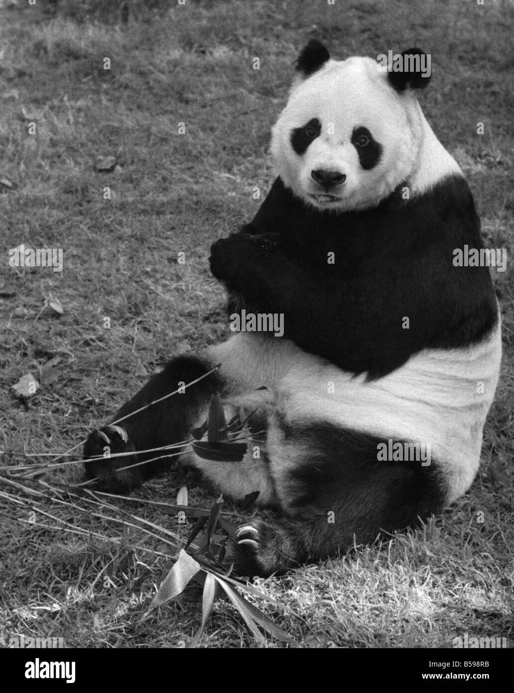 Chi chi the panda hires stock photography and images Alamy