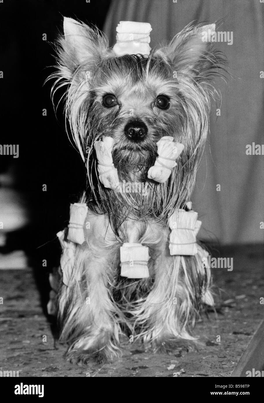 A Yorkshire terrier with his hair in curlers. February 1984 P007437 Stock Photo