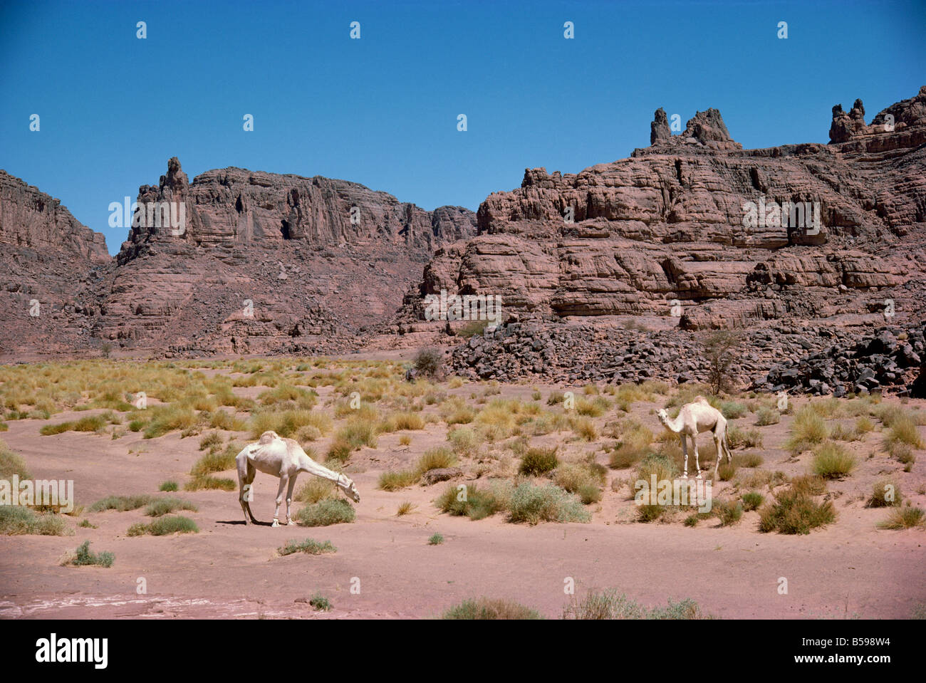 plateau desertique du sahara algerien en 7 lettres