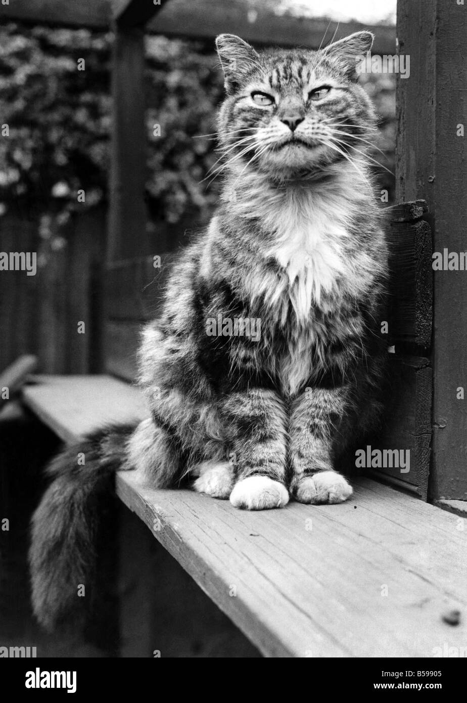 Fluff the BossCat at the Battersea Dog's home. May 1967 P007474 Stock