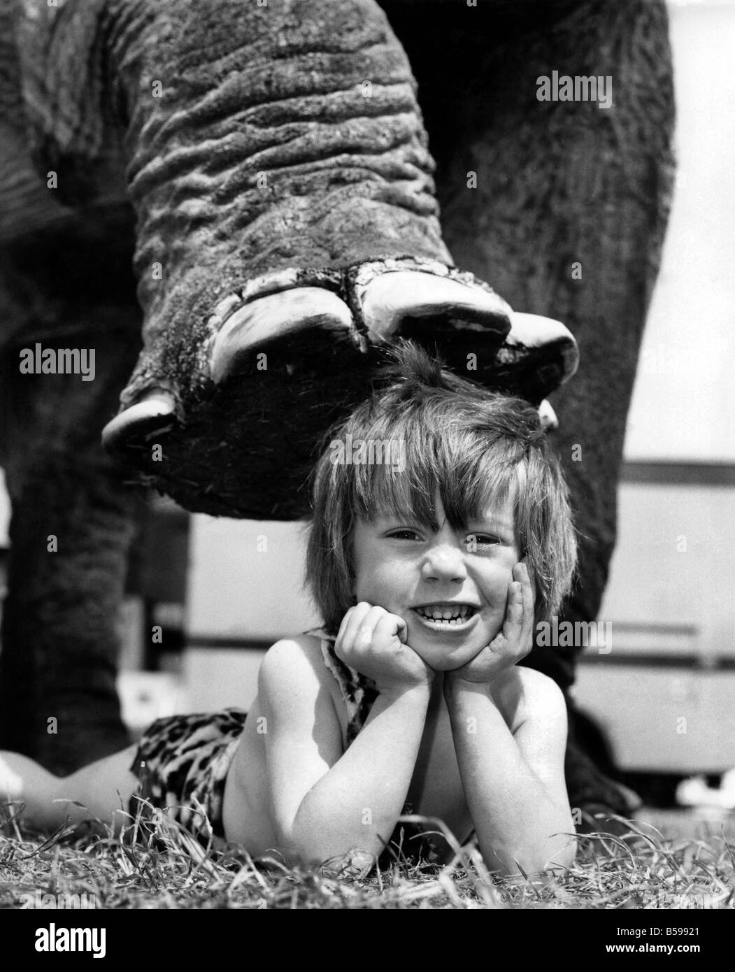 tarzan elephant tarzan elephant