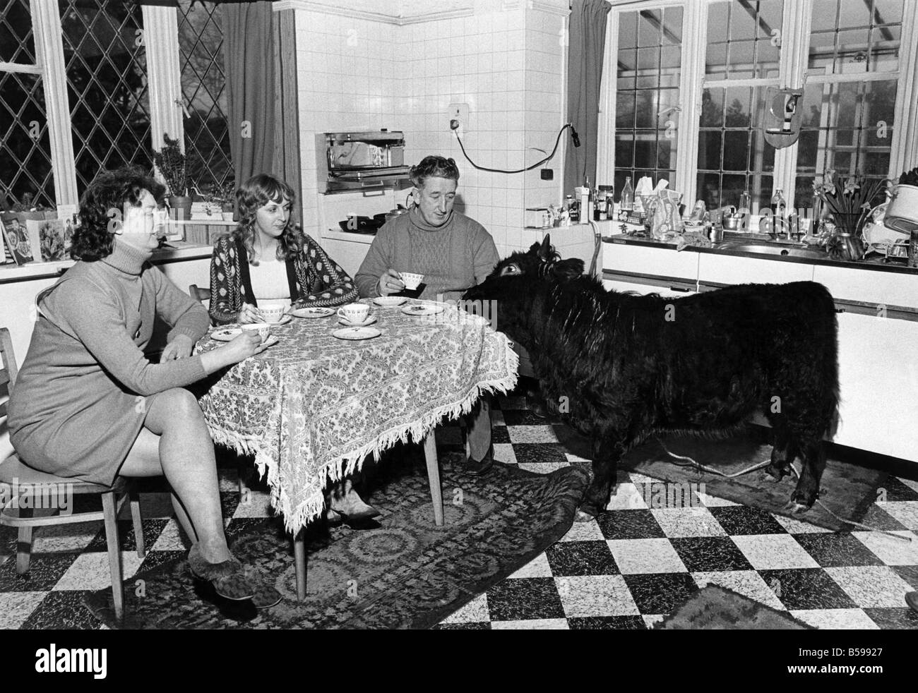 Not quite a bull in a China shop. Titch joins Mrs. Jean Haddock (left), her daughter Vivien, and his owner, farm manager Mr. Ken Beddoes at tea-time. As the family pet, Titch knows how to behave - there was not a cup broken. February 1973 P007501 Stock Photo