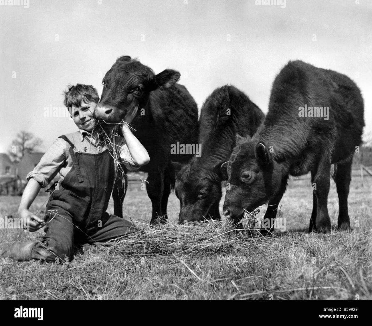 John Belcher a farmers son with his three calves. May 1952 P007502
