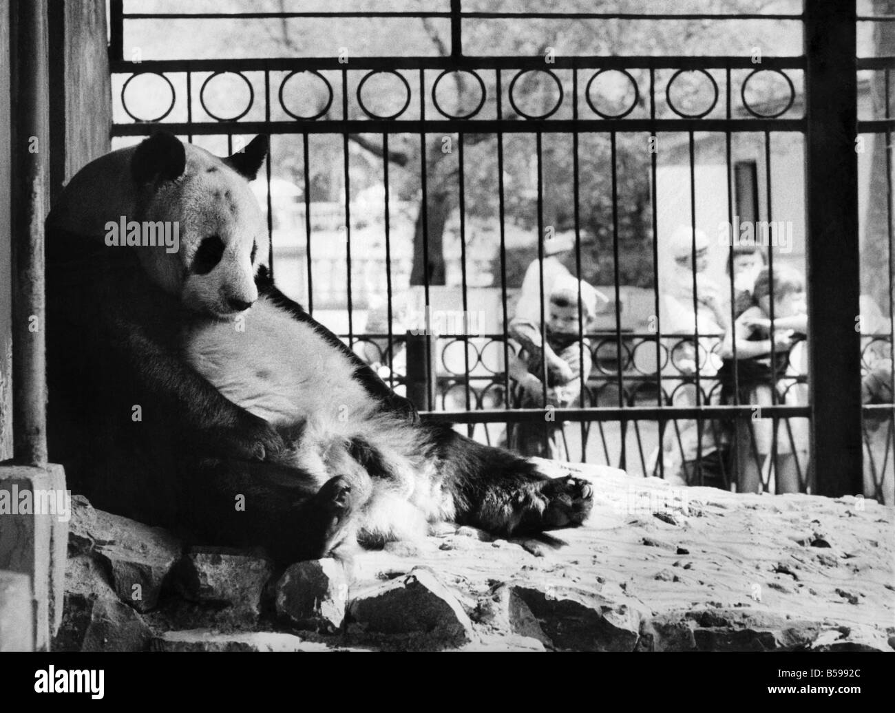 AN-AN, RussiaÛs giant male panda, sits disconsolately in his compound at Moscow Zoo. He has every reason to look glum. For one t Stock Photo